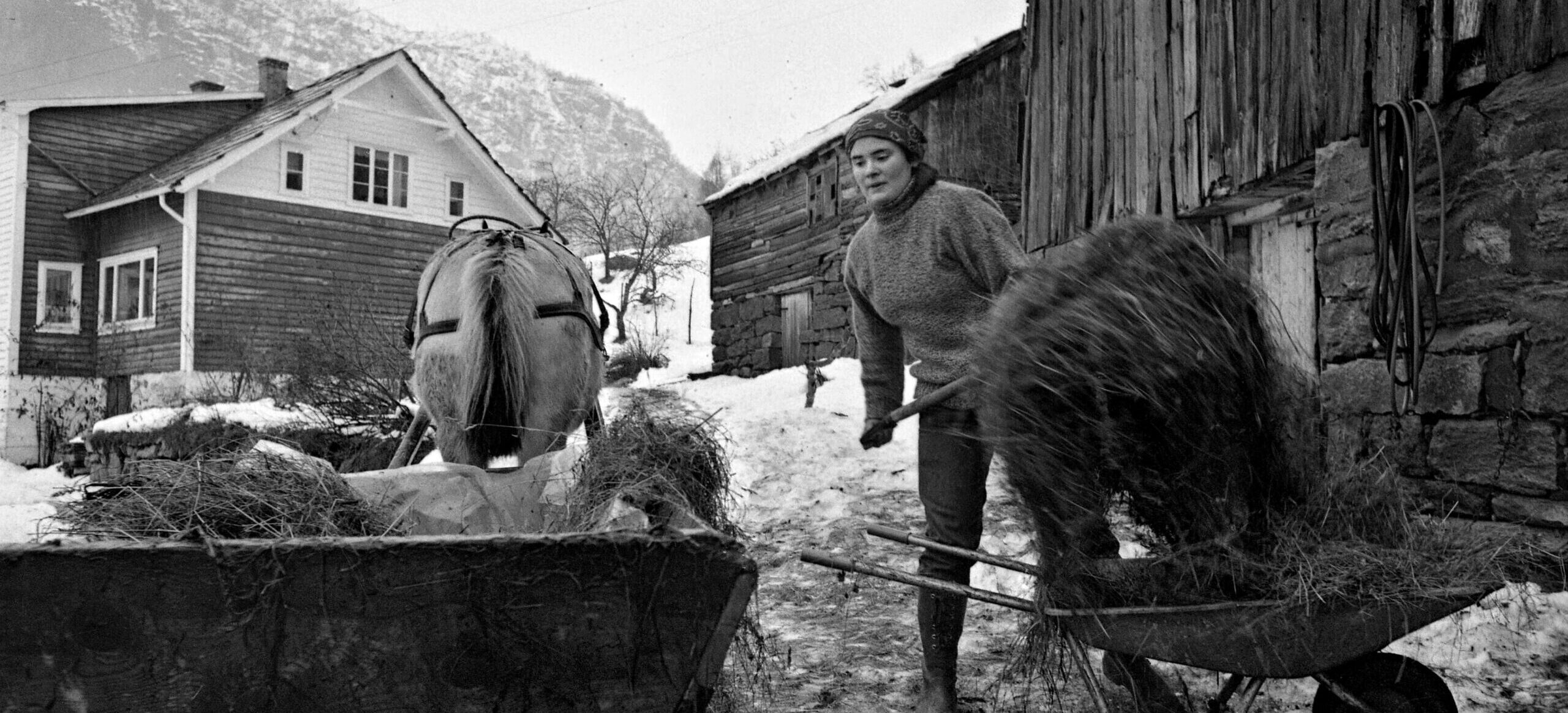 Liese pitching rotten hay into sledge